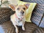 Adopt Fritzi a Tan/Yellow/Fawn Terrier (Unknown Type, Medium) / Mixed dog in