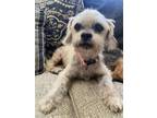 Adopt Lindy a White - with Gray or Silver Pekingese / Mixed dog in Ramona