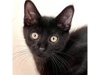 Adopt Nelson a All Black Domestic Shorthair / Mixed (short coat) cat in Oakland