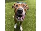 Adopt Ross a Brindle Boxer / Mixed dog in Greensboro, NC (38827661)