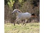 Gorgeous 2021 ApHC Buttermilk Buckskin Filly!