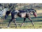 16.1 Dark Bay 11 year old TB mare
