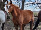 Draft Pony Gelding