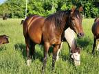 Appendix Brood Mare