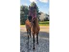 Exceptional registered Arabian mare