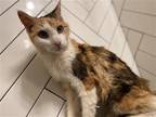 Adopt Dolly Purrton a Calico or Dilute Calico Domestic Shorthair / Mixed (short