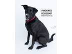 Adopt Phoenix a Labrador Retriever / Mixed Breed (Medium) / Mixed dog in Conroe