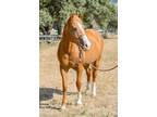 Adopt Tallulah a Quarterhorse / Mixed horse in Houston, TX (38780786)