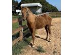 Adopt Luna a Tennessee Walking Horse / Mixed horse in Houston, TX (38744609)