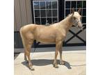 Adopt Toast a Tennessee Walking Horse / Mixed horse in Houston, TX (38744604)