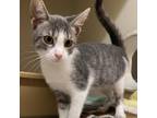 Adopt Chicks a Gray or Blue Domestic Shorthair / Mixed cat in Madison