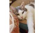 Adopt MoMo a Domestic Shorthair / Mixed cat in Colorado Springs, CO (38691331)