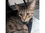 Adopt Milo (Mee-lo) a Brown or Chocolate Domestic Shorthair / Mixed cat in