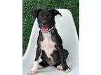 Adopt MN Mascot Litter - Viktor a Labrador Retriever / Mixed Breed (Medium) /