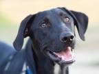 Adopt Hudson a Labrador Retriever / Mixed dog in Savage, MN (38700099)