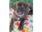 Adopt Greek Mythology Litter - Artemis a Mountain Cur / Mixed Breed (Medium) /