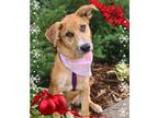 Adopt Football Litter - Hail Mary a Shepherd (Unknown Type) / Cattle Dog / Mixed