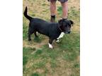 Adopt Max a Black - with White Labrador Retriever / Dachshund / Mixed dog in