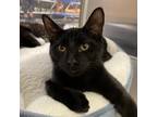 Adopt Padfoot a All Black Domestic Shorthair / Mixed cat in Georgina