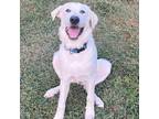 Adopt George a White - with Tan, Yellow or Fawn Great Pyrenees / Husky / Mixed