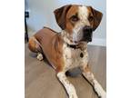 Adopt Tucker a Rhodesian Ridgeback / Pointer / Mixed dog in Aberdeen