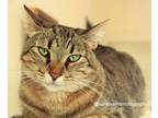 Adopt Diva a Domestic Short Hair