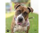 Adopt Cher a American Pit Bull Terrier / Mixed dog in Richmond, VA (38768876)