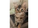 Adopt Sunflower a Brown or Chocolate Maine Coon (short coat) cat in Parlier