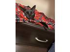 Adopt Pepper a All Black American Shorthair / Mixed (short coat) cat in