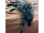 Adopt Noxema a Tortoiseshell Domestic Shorthair / Mixed cat in New York