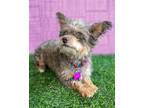 Adopt Gracie a Brown/Chocolate - with Tan Terrier (Unknown Type