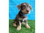 Adopt Juno a Black - with Brown, Red, Golden, Orange or Chestnut Terrier