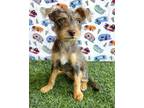 Adopt Star a Black - with Brown, Red, Golden, Orange or Chestnut Terrier