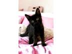 Adopt Cinder a All Black Domestic Mediumhair / Mixed (medium coat) cat in
