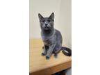 Adopt Dolores a Gray or Blue Domestic Shorthair (short coat) cat in Twin Falls