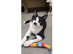 Adopt Zazzles a Black & White or Tuxedo Domestic Shorthair (short coat) cat in