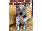 Adopt Nyx a Black - with White Australian Cattle Dog / American Pit Bull Terrier