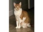 Adopt Penelope (Penny) a Domestic Shorthair / Mixed cat in Battle Ground