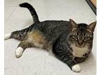 Adopt Angel a Domestic Shorthair / Mixed cat in Battle Ground, WA (38878744)