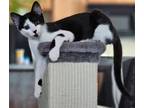 Adopt Lizette a Black & White or Tuxedo Domestic Shorthair / Mixed cat in Battle