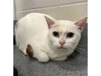 Adopt Snowball *bonded With Little One* a Domestic Shorthair / Mixed cat in