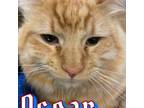 Adopt Oscar a Orange or Red (Mostly) Domestic Longhair cat in Burlington