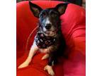 Adopt Cleo a Terrier