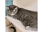 Adopt Faith (Vallejo Petco) a Gray, Blue or Silver Tabby Domestic Shorthair /