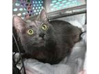 Adopt Kuva (Napa Petco) a Gray or Blue Russian Blue / Mixed (short coat) cat in