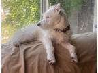 Adopt Merlin a White Westie, West Highland White Terrier / Mixed dog in Napa