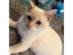 Adopt Lollipop (Napa Petco) a Cream or Ivory (Mostly) Siamese / Mixed (short