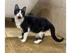 Adopt Zephyr (MC) a Black & White or Tuxedo Domestic Mediumhair / Mixed cat in