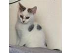 Adopt Holstein (GD) Petco Vallejo a White (Mostly) Domestic Shorthair / Mixed