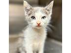 Adopt Caitlyn Gray/Wht (MC) a Gray or Blue (Mostly) Domestic Shorthair / Mixed